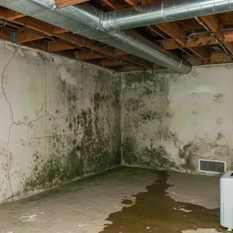 Professional Mold Removal in Ithaca, MI